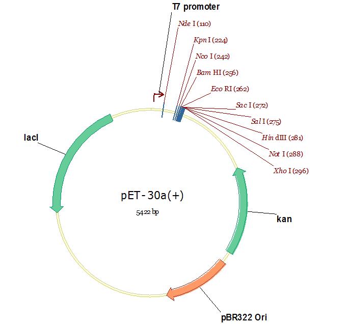 pET30a.jpg