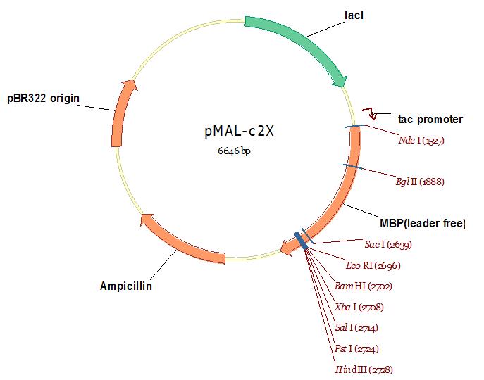 pMAL-c2X.jpg